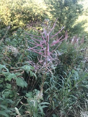 Chamaenerion angustifolium