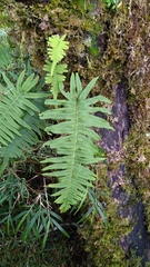 Polypodiodes amoena