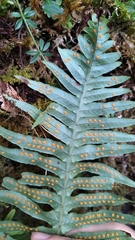 Polypodiodes amoena