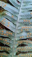 Polypodiodes amoena