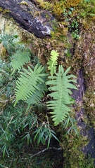 Polypodiodes amoena