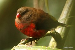 Oreostruthus fuliginosus