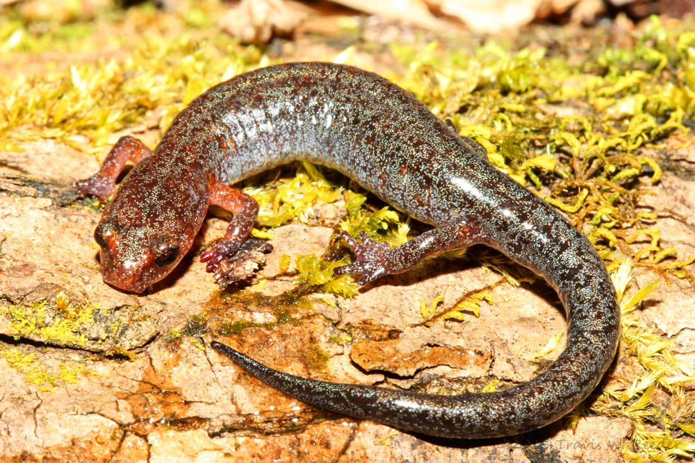 Southern Zigzag Salamander Salamanders Of Blount County Tennessee