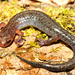 Southern Zigzag Salamander - Photo (c) Travis W. Reeder, some rights reserved (CC BY-NC), uploaded by Travis W. Reeder