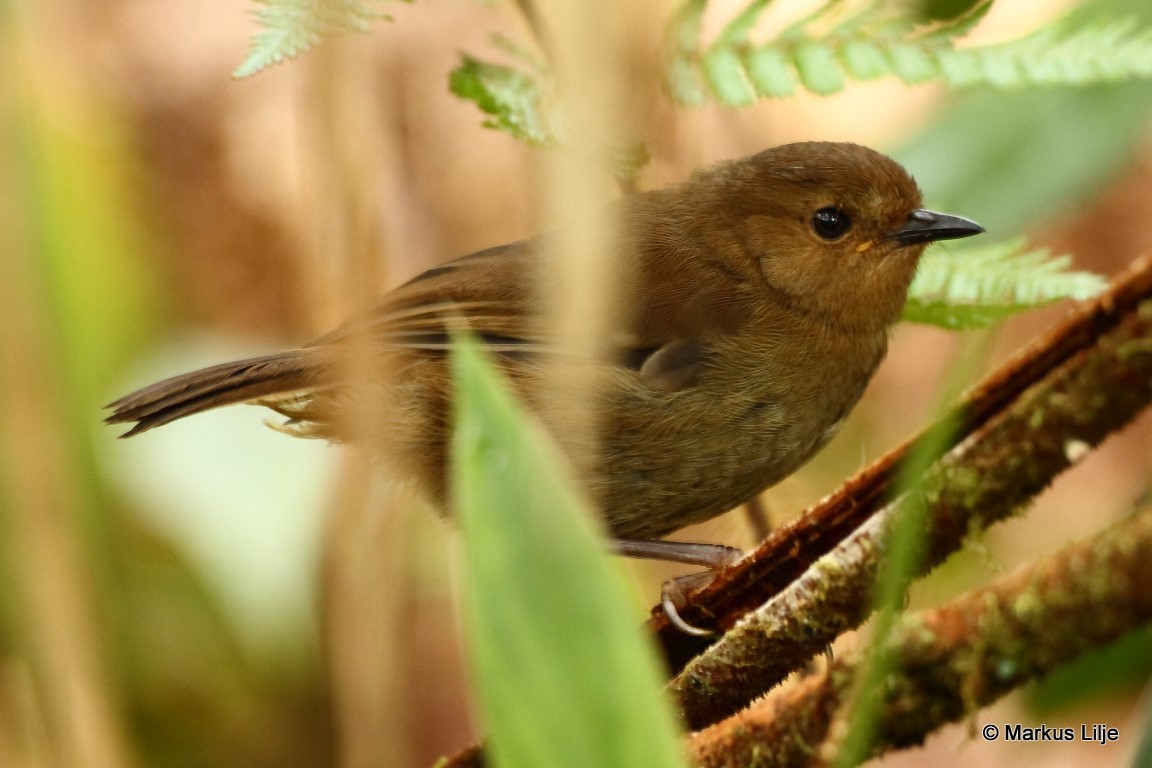 Large Scrubwren illustration