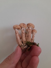 Armillaria mellea