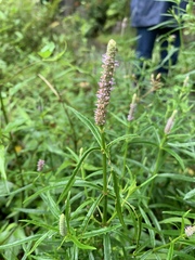 Pogostemon stellatus