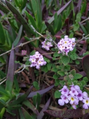 Lantana megapotamica