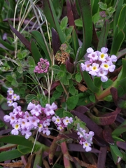 Lantana megapotamica