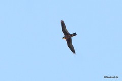 Falco severus