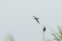 Aerodramus spodiopygius