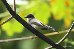 Rhipidura rufiventris