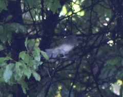 Junco hyemalis carolinensis