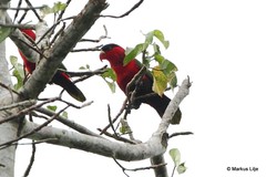 Lorius hypoinochrous