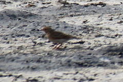 Calandrella brachydactyla