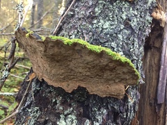 Phellinus abietis