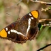 Mariposa Monjita de California - Photo (c) randomtruth, algunos derechos reservados (CC BY-NC-SA)