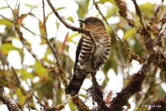 Chrysococcyx ruficollis