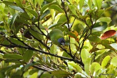 Erythrura trichroa