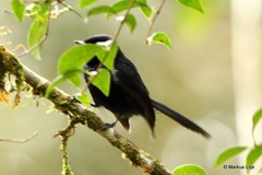 Symposiachrus axillaris