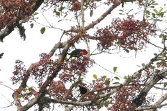 Charmosynopsis pulchella