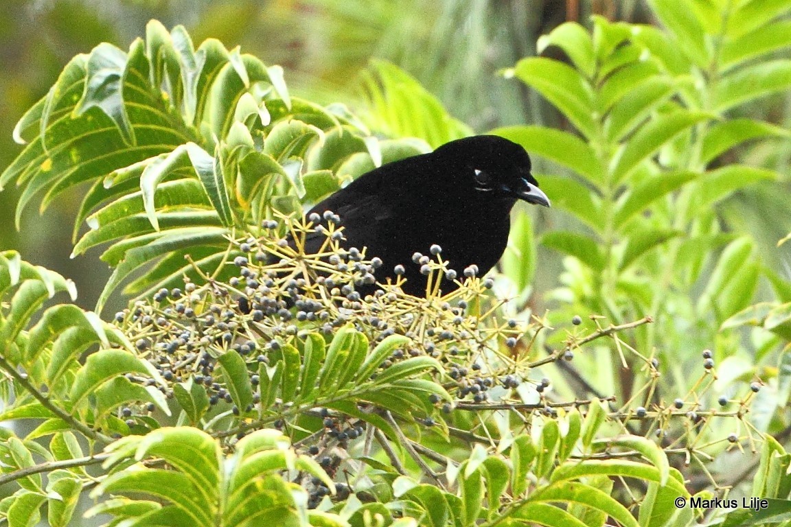 Loria's Satinbird illustration