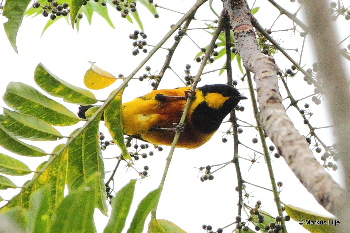 Tit Berrypecker illustration