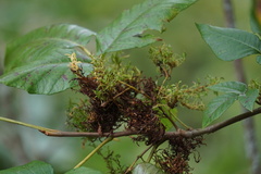 Eriophyes rhoinus