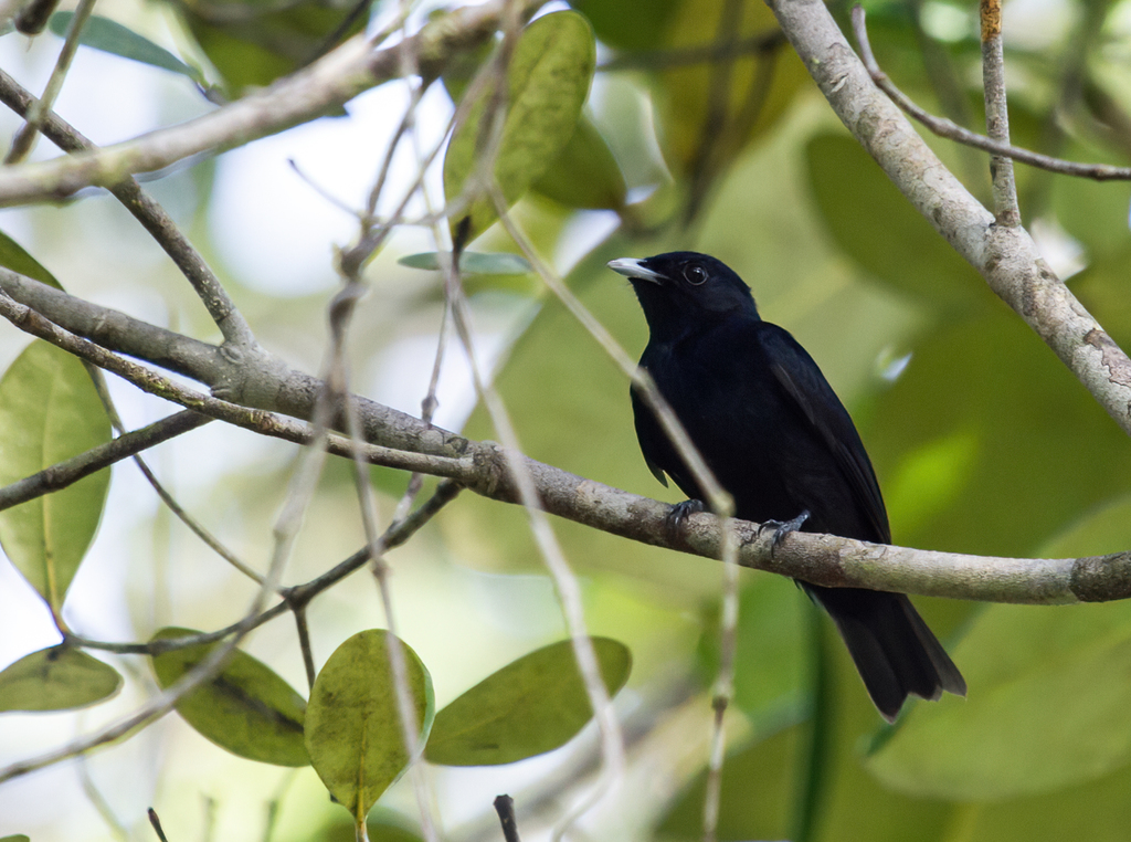 Black Manakin photo