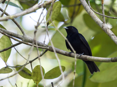 Black Manakin photo 1