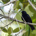 Black Manakin - Photo (c) Nick Athanas, some rights reserved (CC BY-NC-SA)