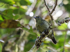 Black Manakin photo 2