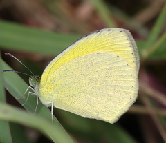 Eurema brigitta rubella