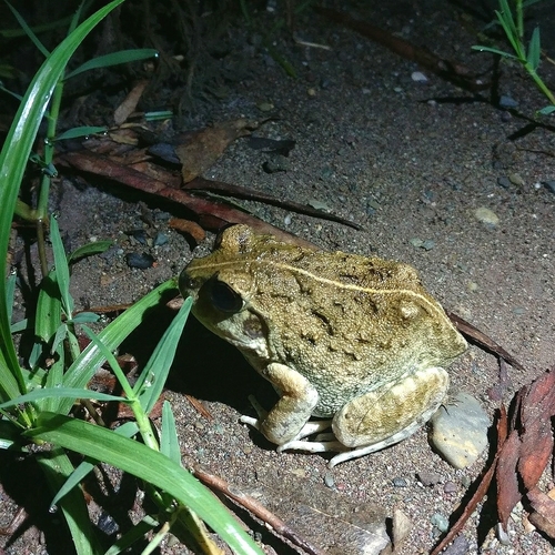 Chitwan Frog, Sphaerotheca maskeyi