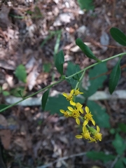 Solidago arguta boottii