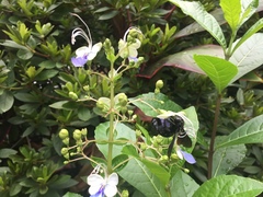 Xylocopa tranquebarorum