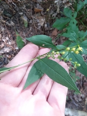 Solidago arguta boottii