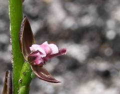 Prasophyllum brevilabre