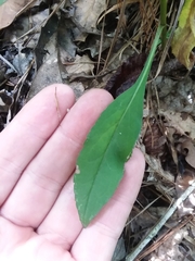 Solidago arguta boottii