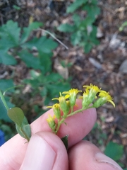 Solidago arguta boottii