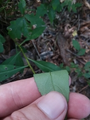 Solidago arguta boottii