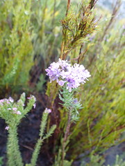 Selago villicaulis