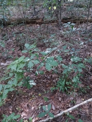 Solidago arguta boottii