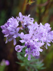 Selago villicaulis