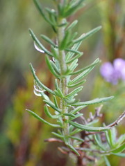 Selago villicaulis