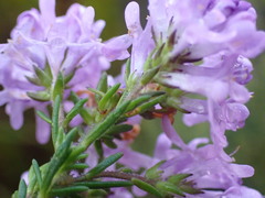 Selago villicaulis