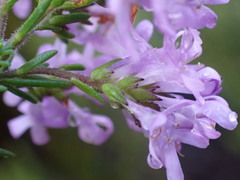 Selago villicaulis