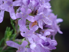 Selago villicaulis