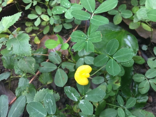 Image of Wild Peanut (Arachis duranensis) by (c) Jason Grant, some rights reserved (CC BY)
