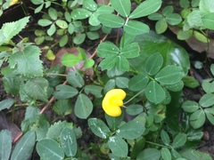 Arachis duranensis